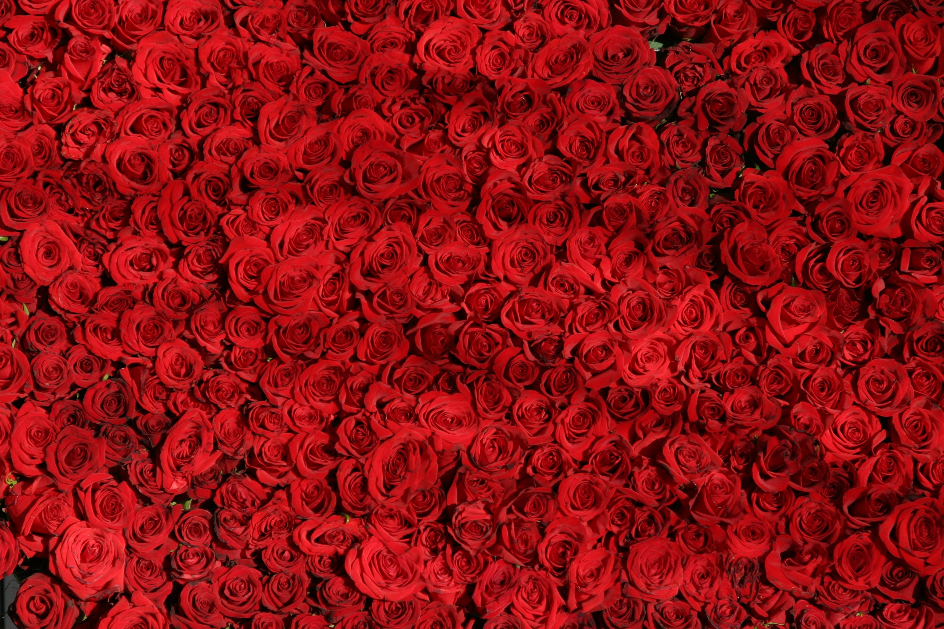 Red Roses in Bloom